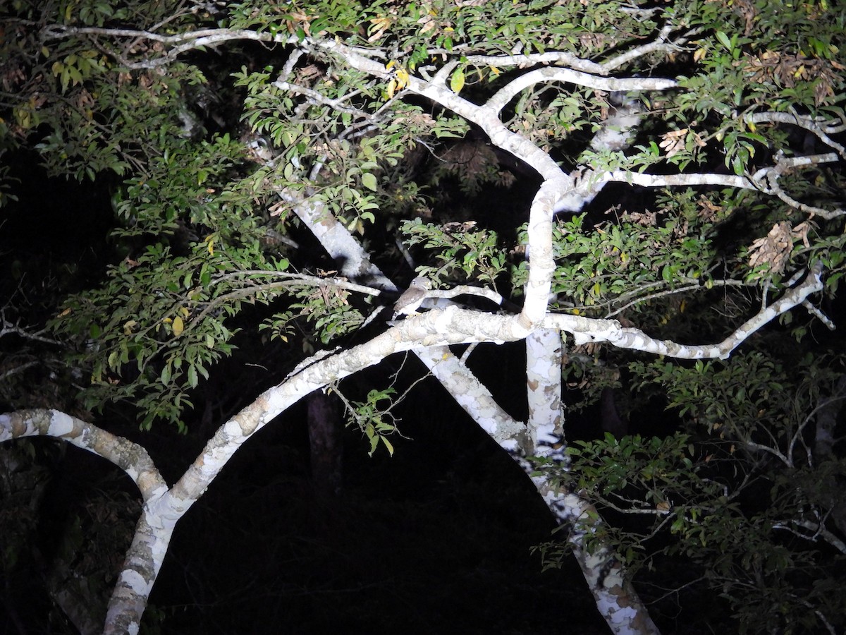 Amazonian Pygmy-Owl - ML641991292