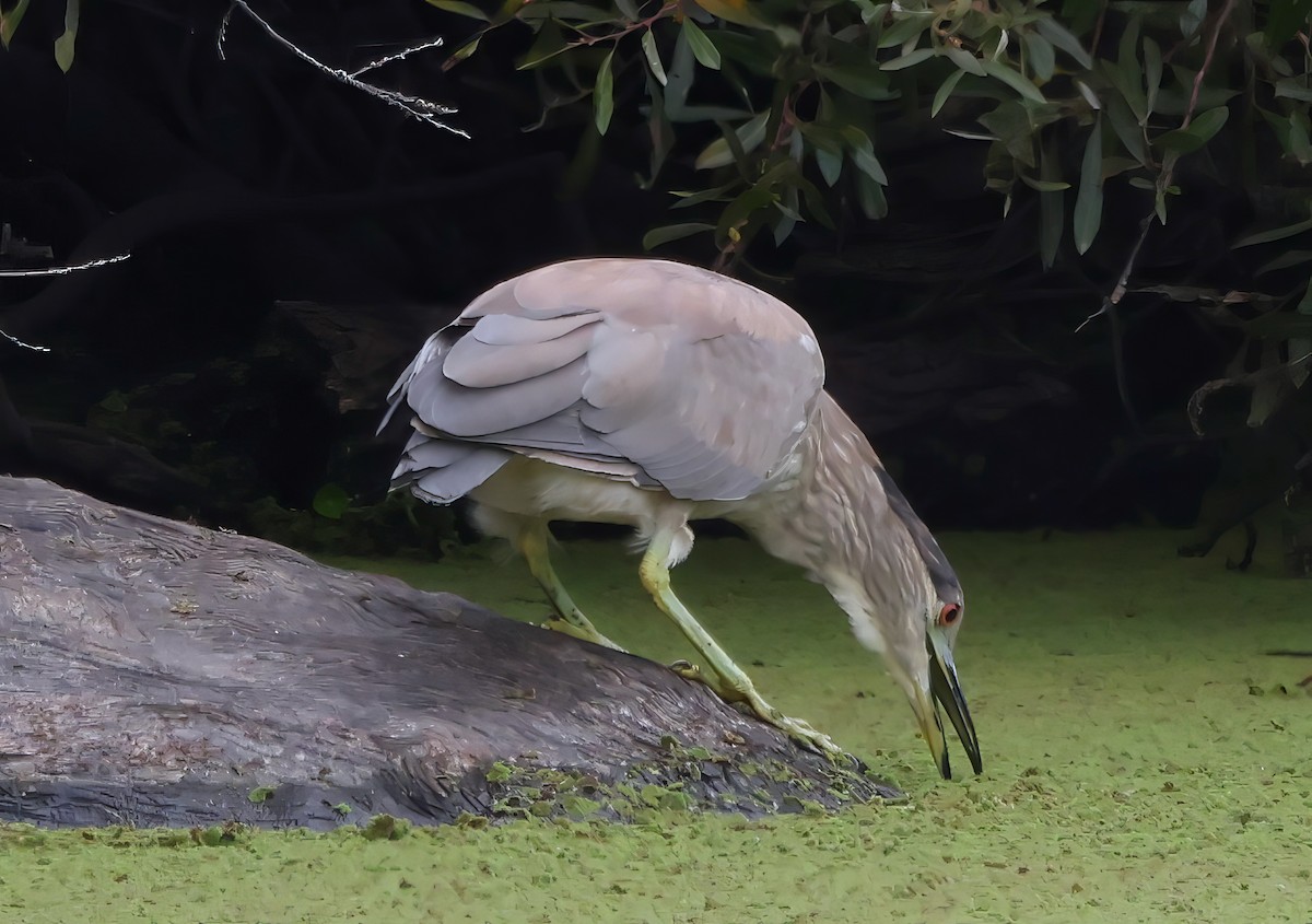 Black-crowned Night Heron - ML641991293
