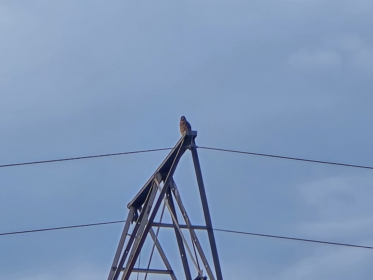 Red-shouldered Hawk - ML641991294