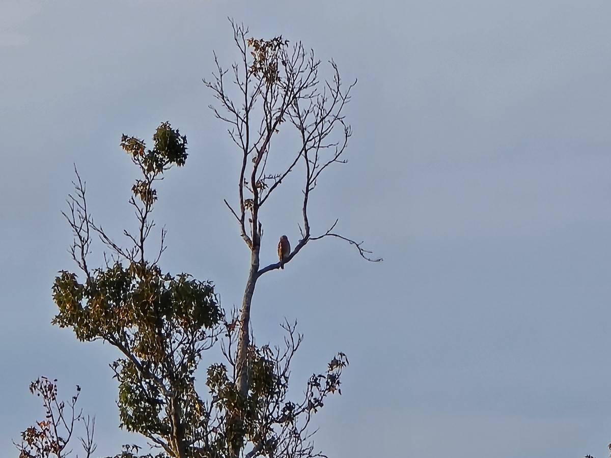 Red-shouldered Hawk - ML641991295