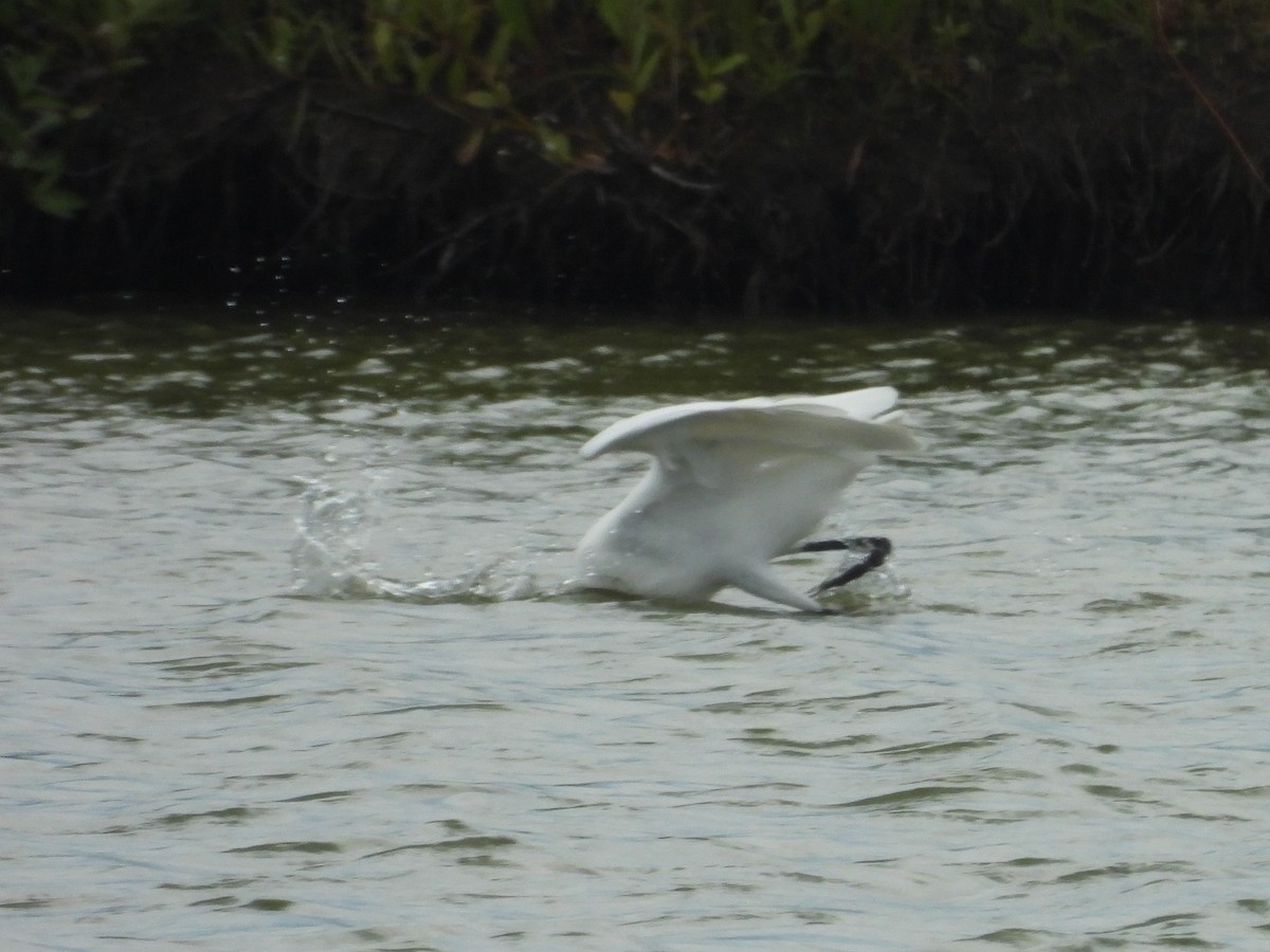 Great Egret - ML641991298