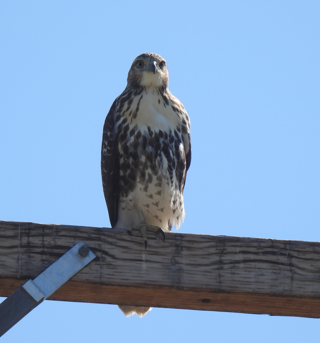 Red-tailed Hawk - ML641991299