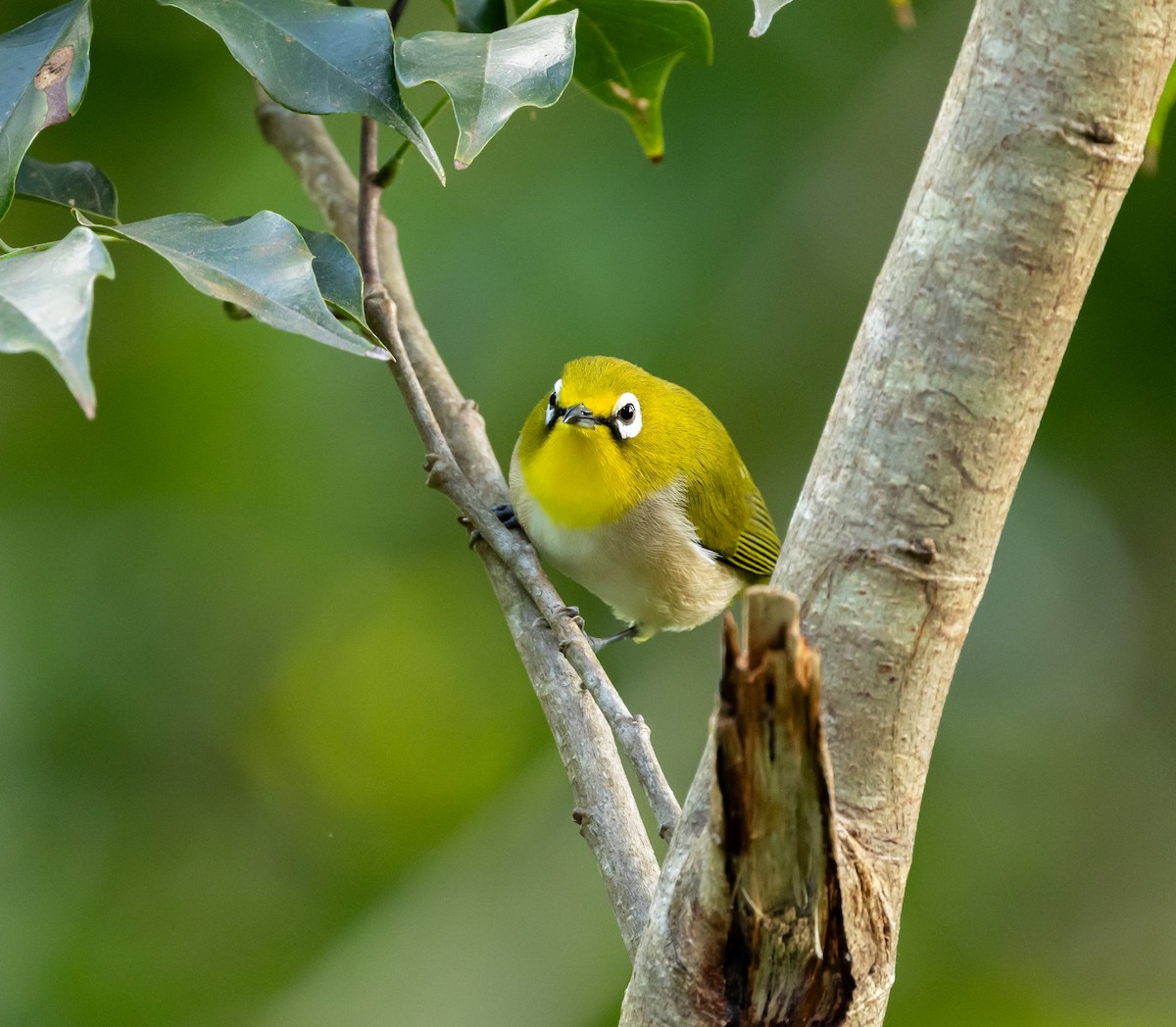 Moheli White-eye - ML641991301