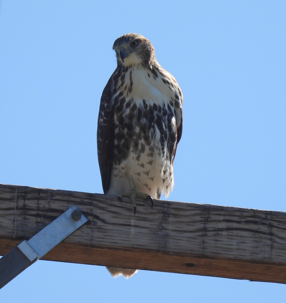 Red-tailed Hawk - ML641991303