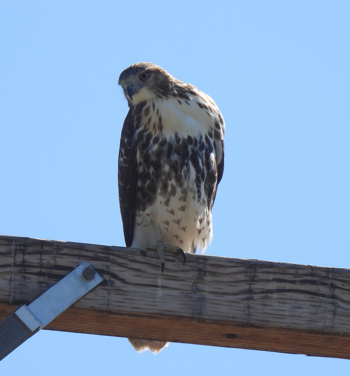 Red-tailed Hawk - ML641991306
