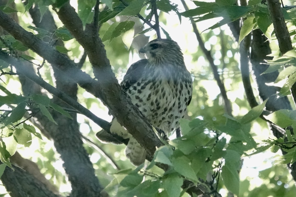Broad-winged Hawk - ML641991307
