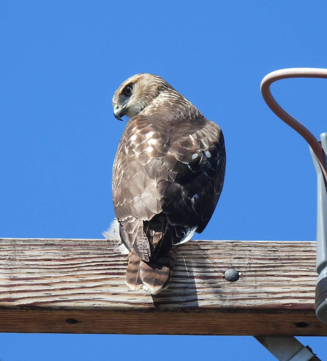 Red-tailed Hawk - ML641991308