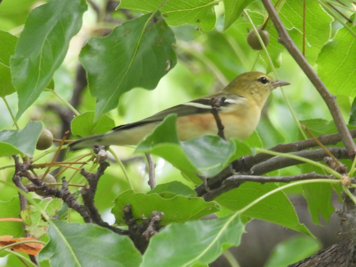 Bay-breasted Warbler - ML641991313