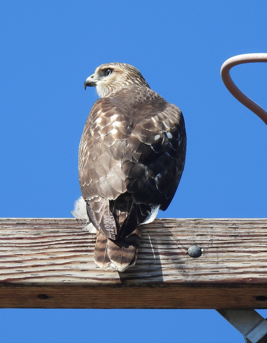 Red-tailed Hawk - ML641991314