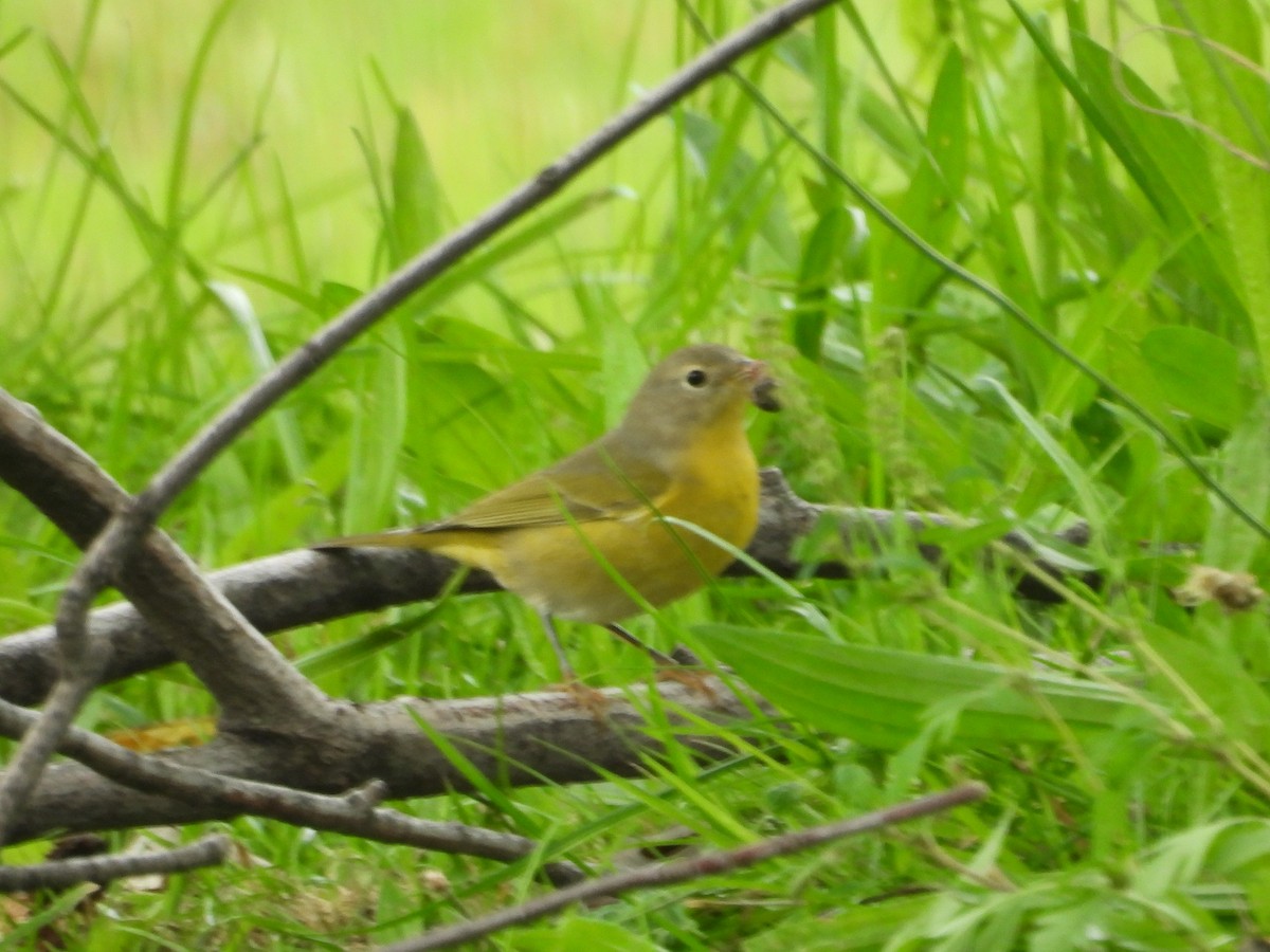 Nashville Warbler - ML641991333
