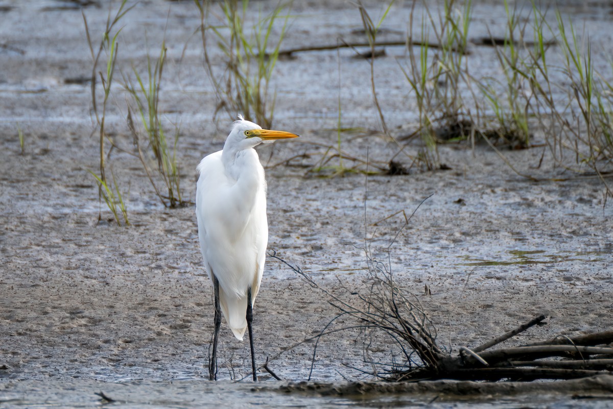 Great Egret - ML641991341