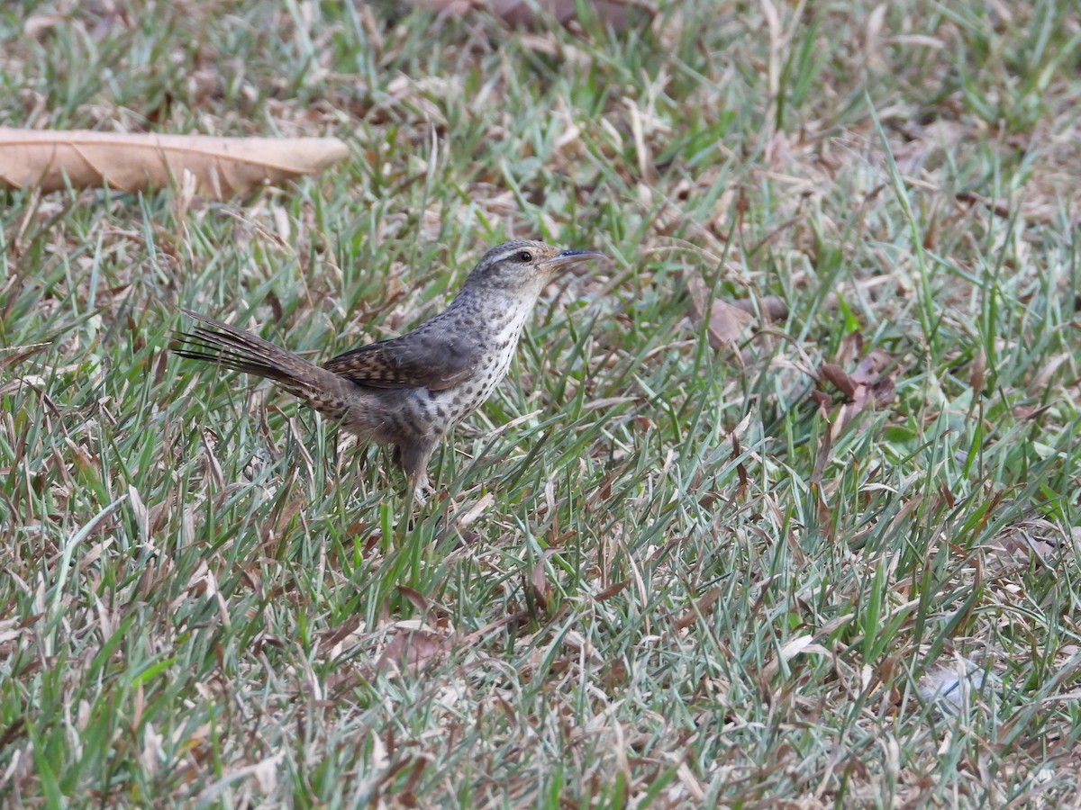 Thrush-like Wren - ML641991342