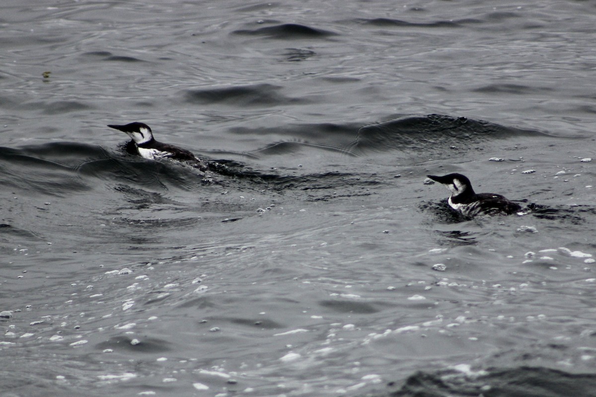 Common Murre - ML641991343