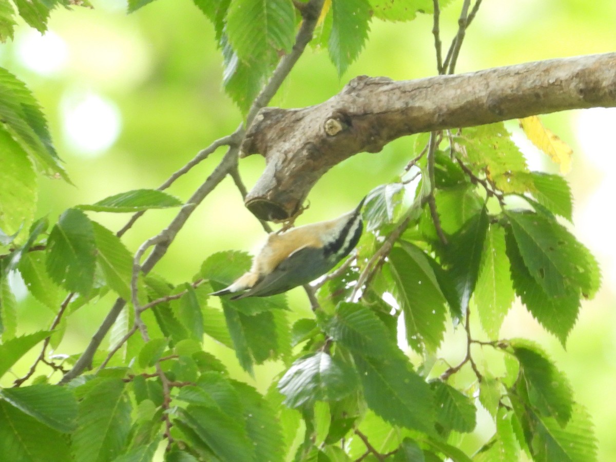 Red-breasted Nuthatch - ML641991345