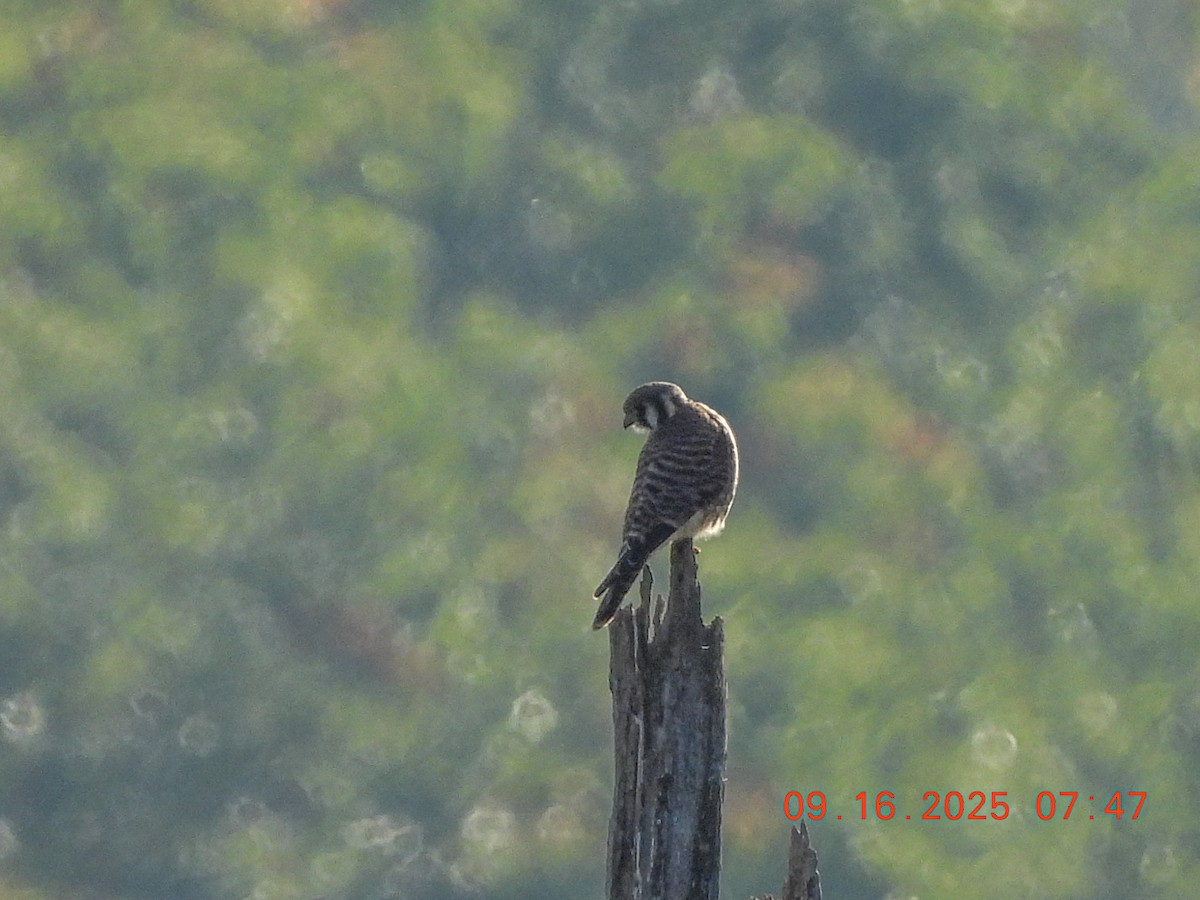 American Kestrel - ML641991347