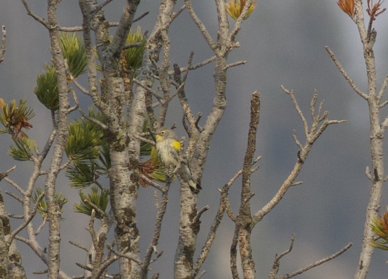 Yellow-rumped Warbler (Audubon's) - ML641991354