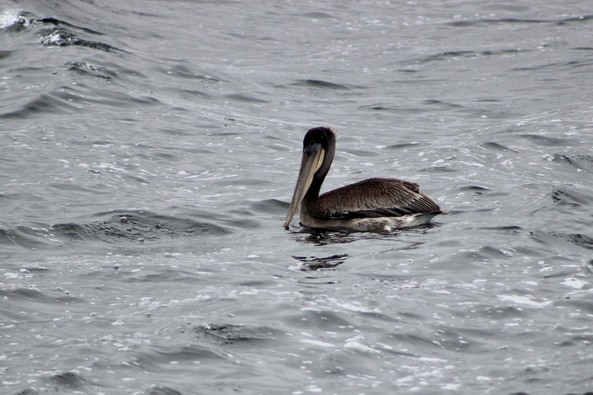 Brown Pelican - ML641991356