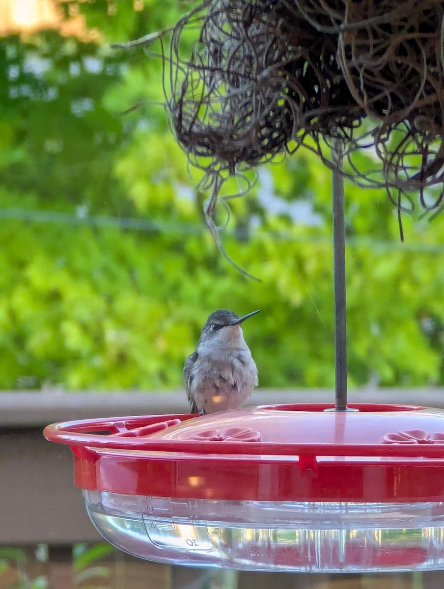 Ruby-throated Hummingbird - ML641991358