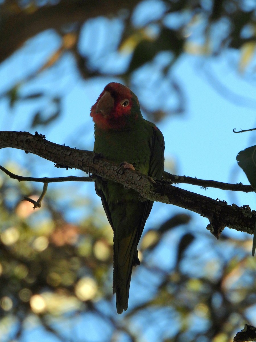 Red-masked Parakeet - ML641991359