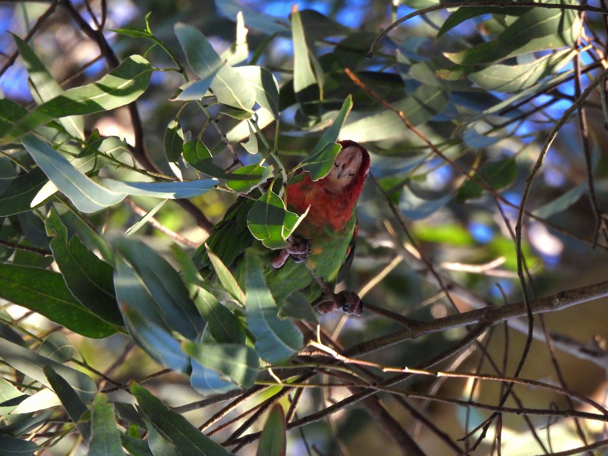 Red-masked Parakeet - ML641991360
