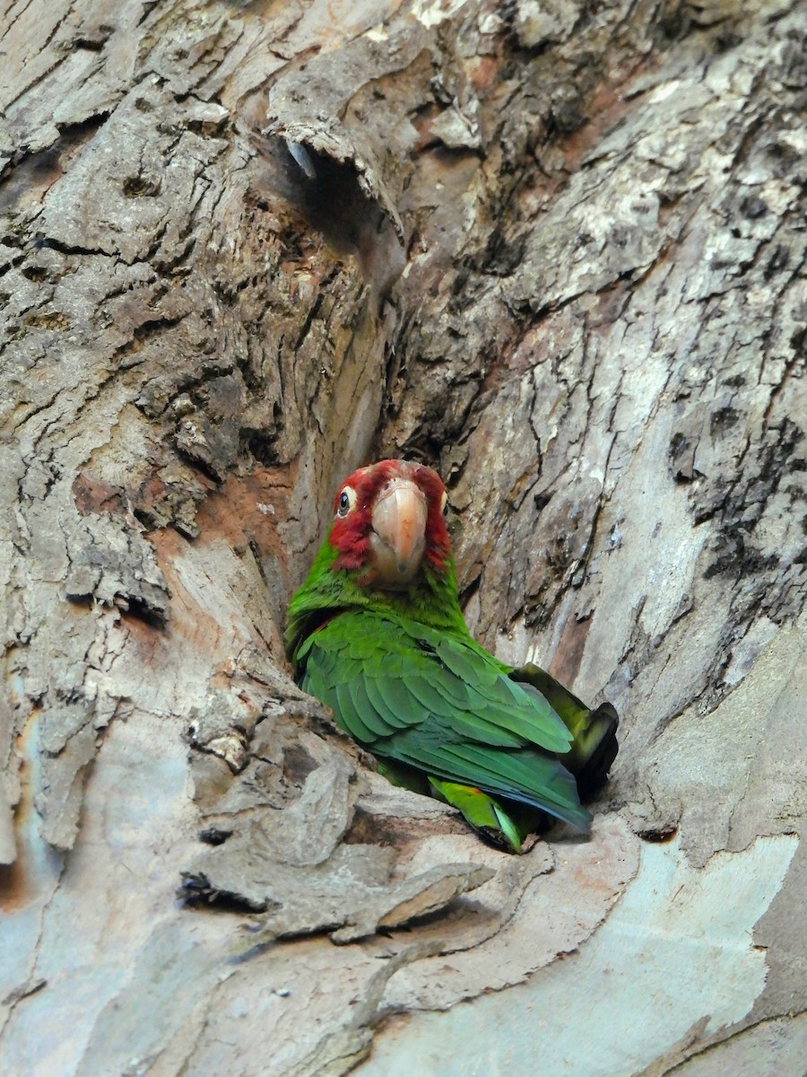 Red-masked Parakeet - ML641991362