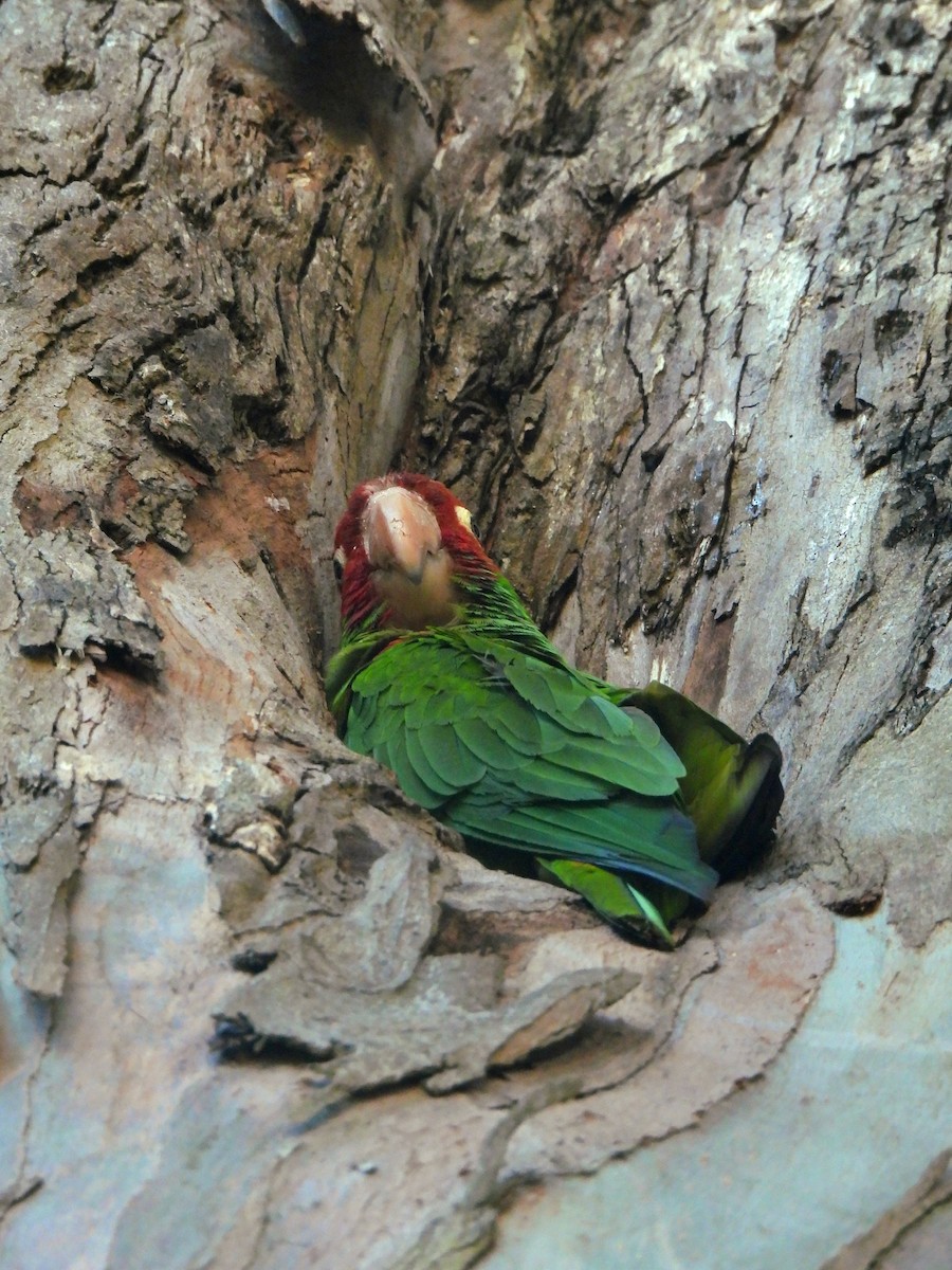 Red-masked Parakeet - ML641991363