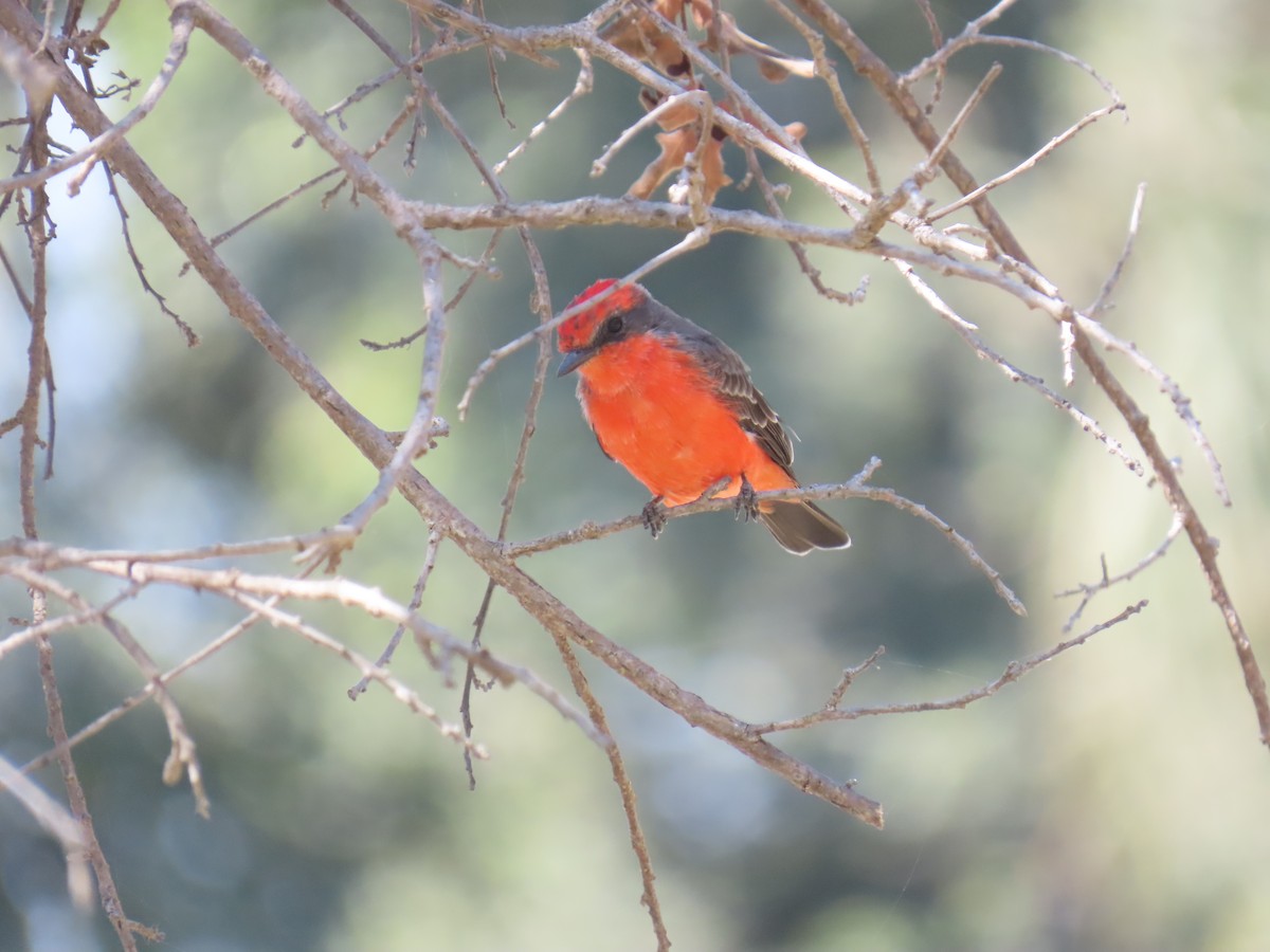 Vermilion Flycatcher - ML641991371