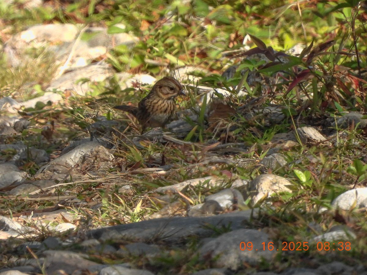 Lincoln's Sparrow - ML641991372