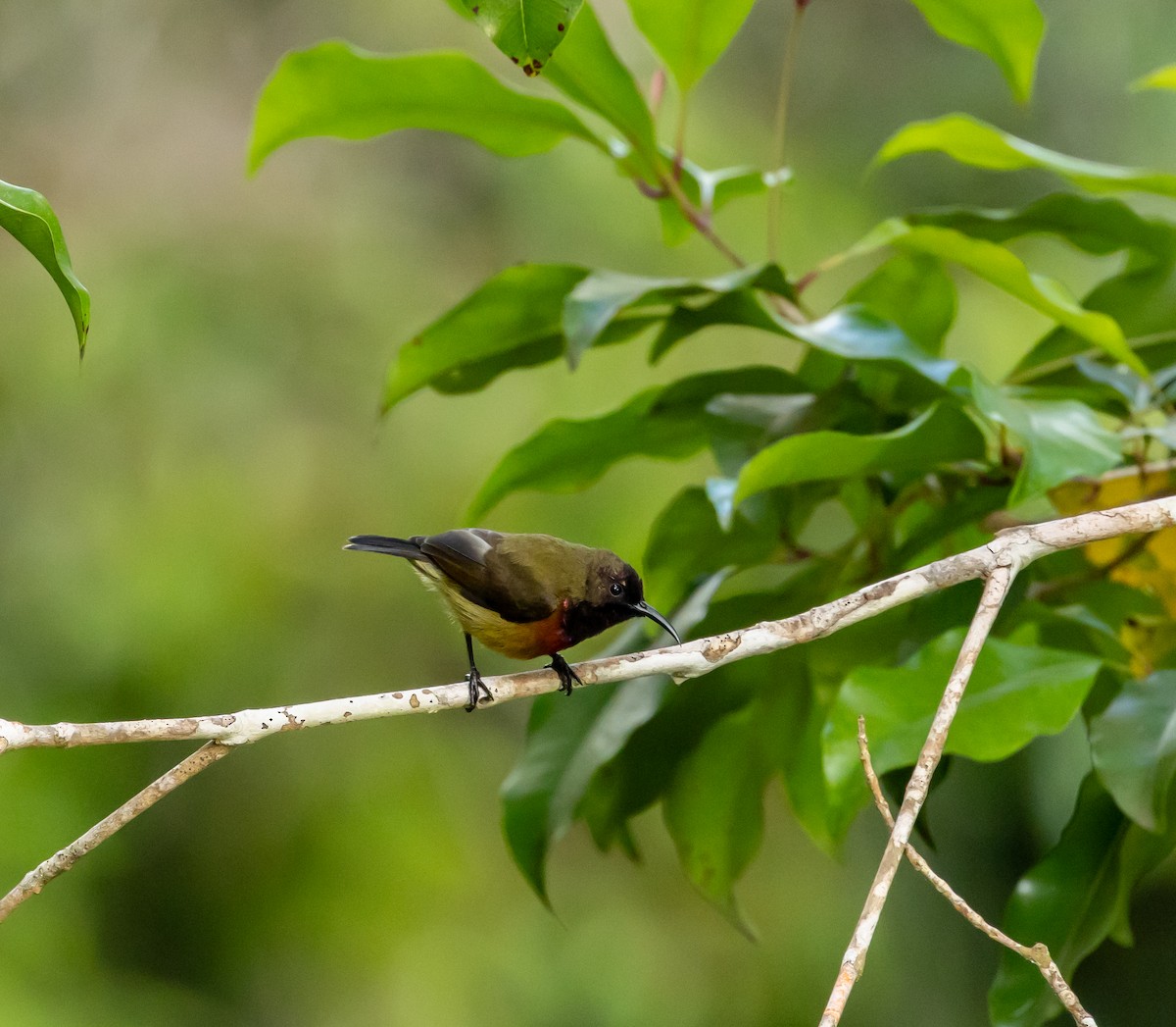 Humblot's Sunbird - ML641991373