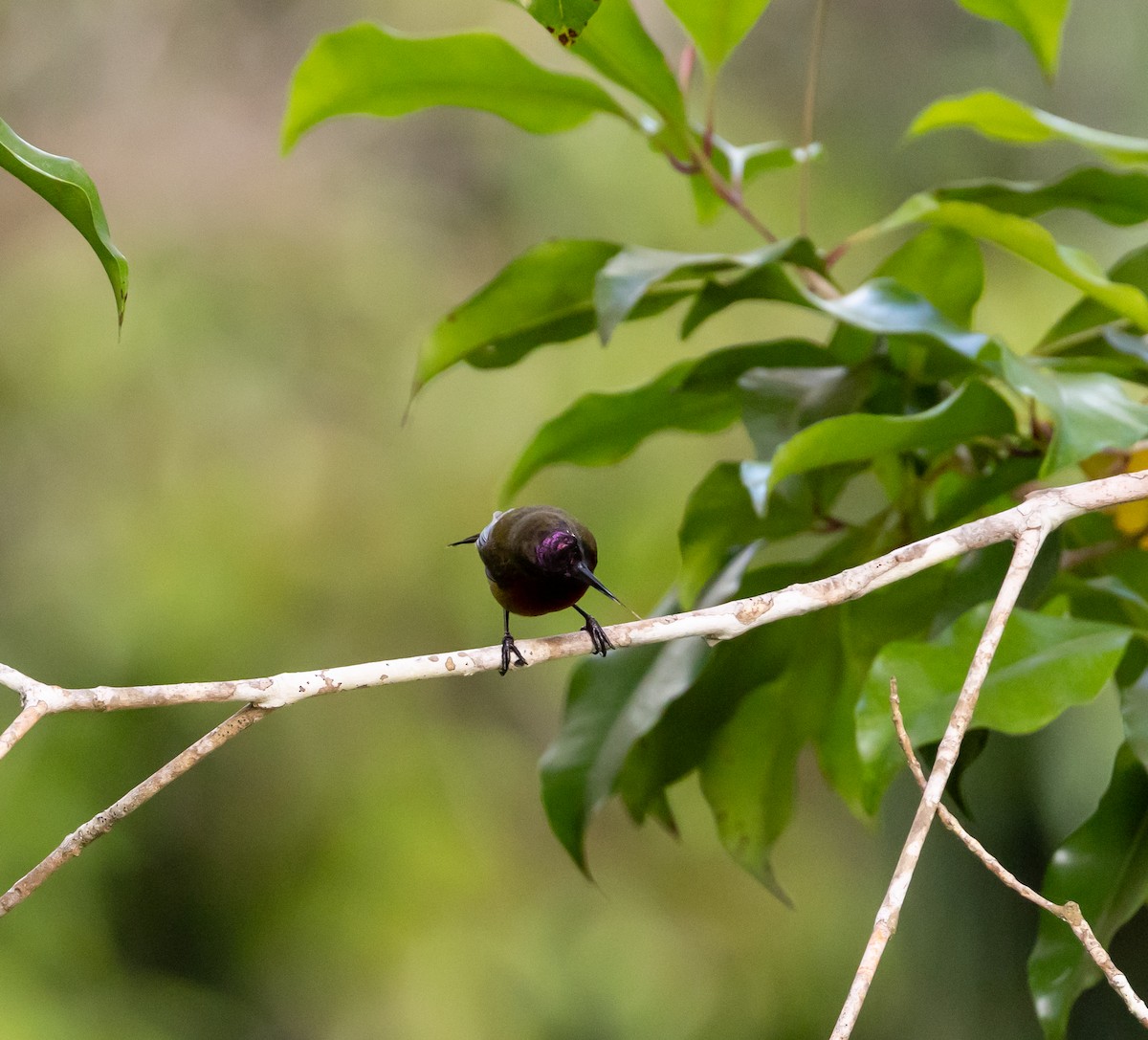 Humblot's Sunbird - ML641991374