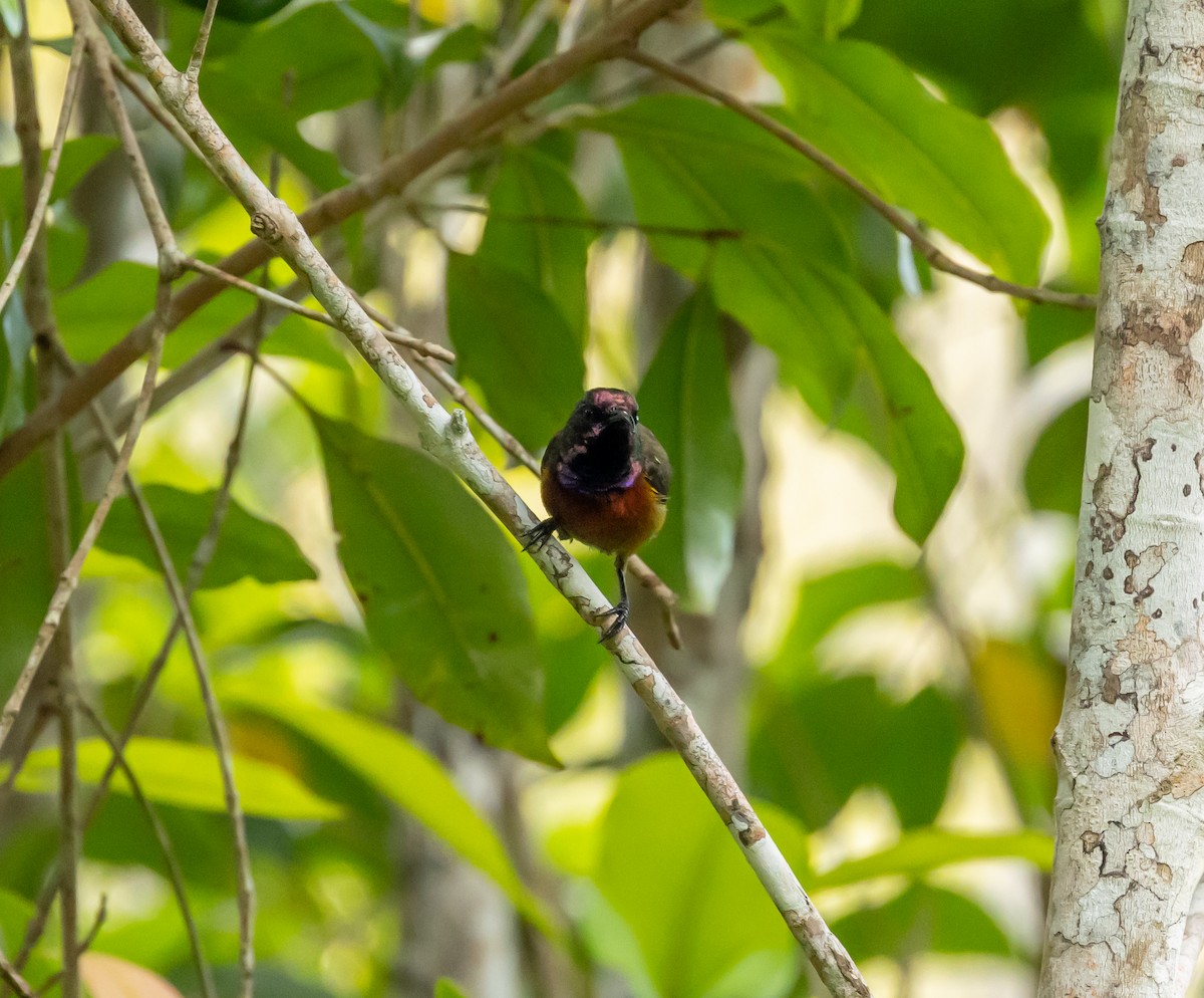 Humblot's Sunbird - ML641991375