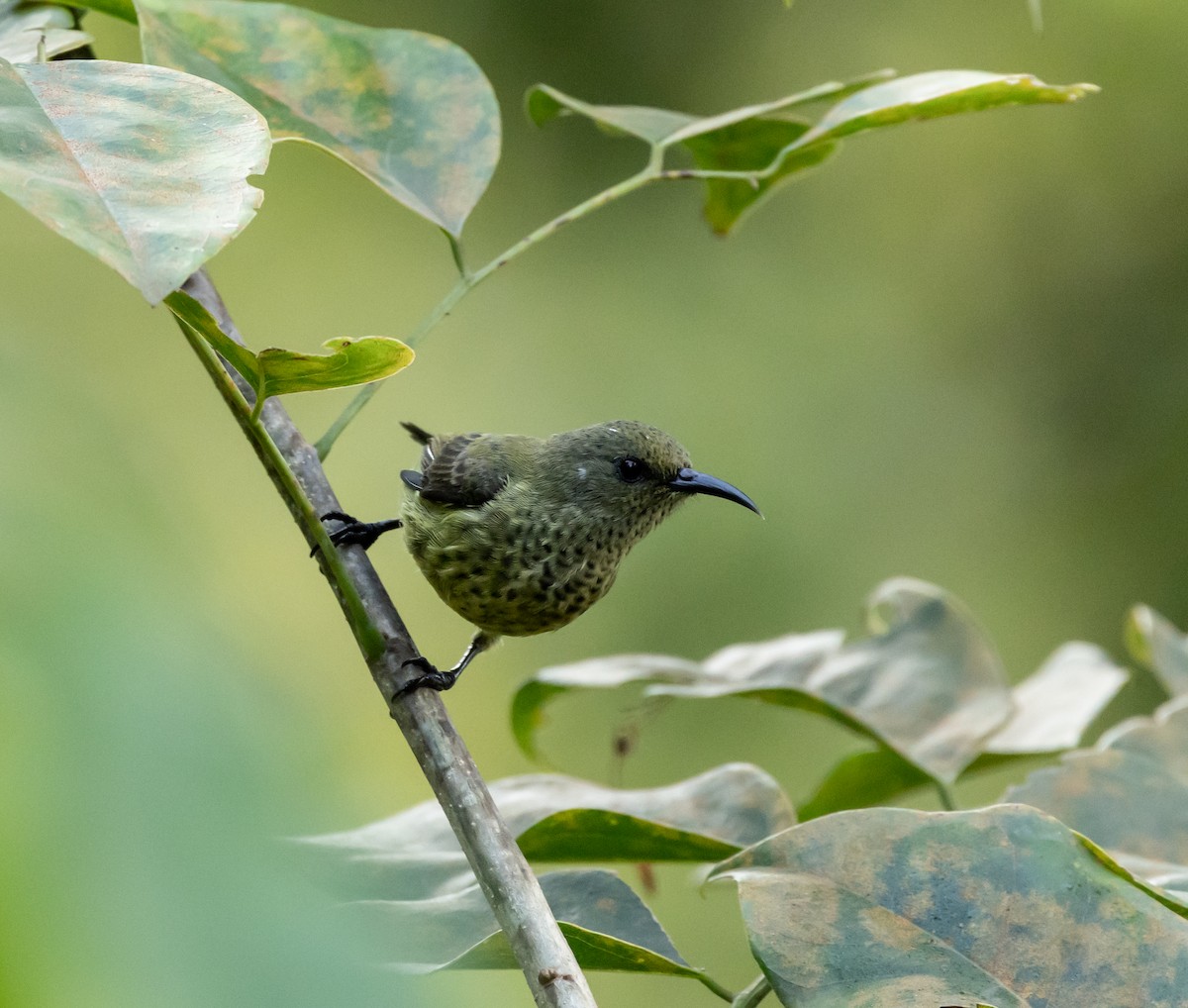 Humblot's Sunbird - ML641991376