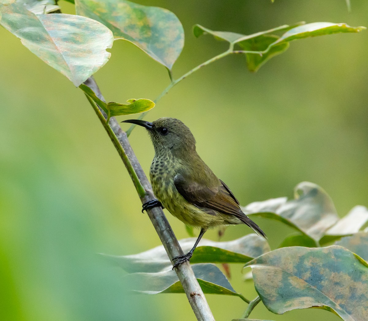 Humblot's Sunbird - ML641991377