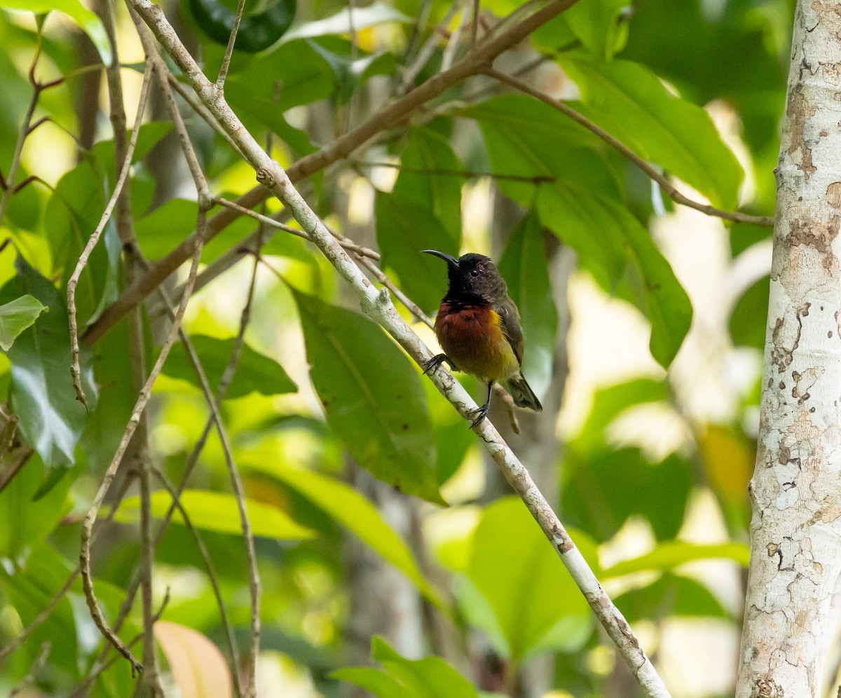 Humblot's Sunbird - ML641991378