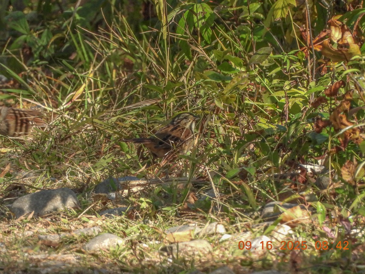 Swamp Sparrow - ML641991379