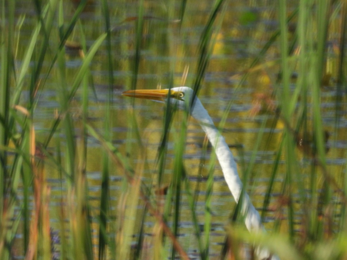 Great Egret - ML641991380