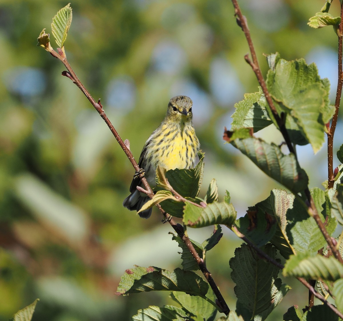 Cape May Warbler - ML641991390