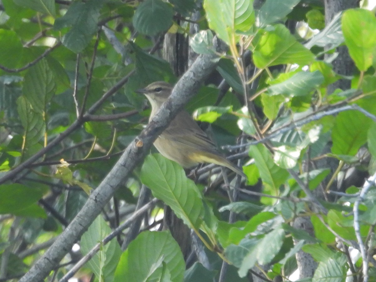 Palm Warbler - ML641991400