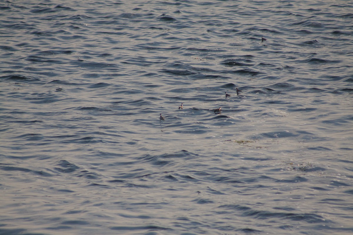 Red-necked Phalarope - ML641991406