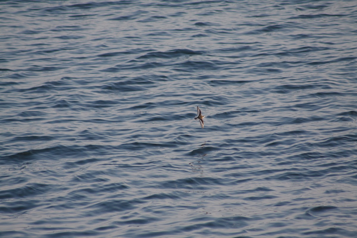 Red-necked Phalarope - ML641991409
