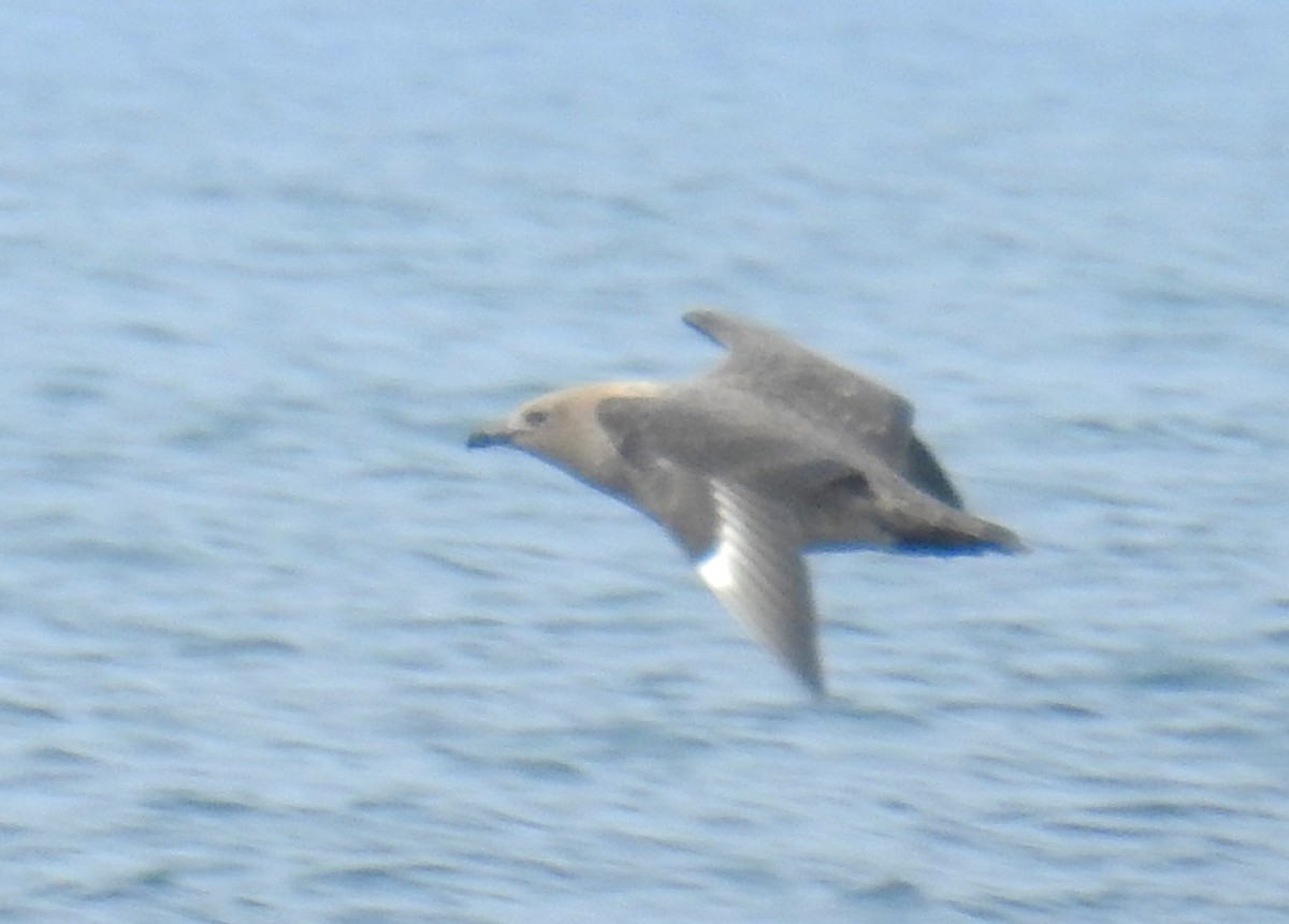 South Polar Skua - ML641991413