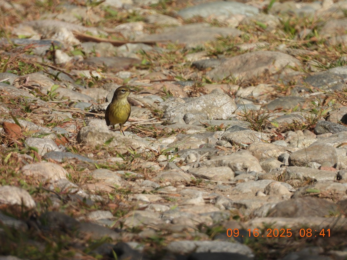 Palm Warbler - ML641991415