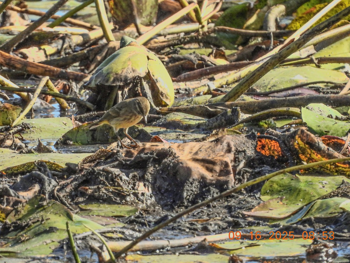 Palm Warbler - ML641991416