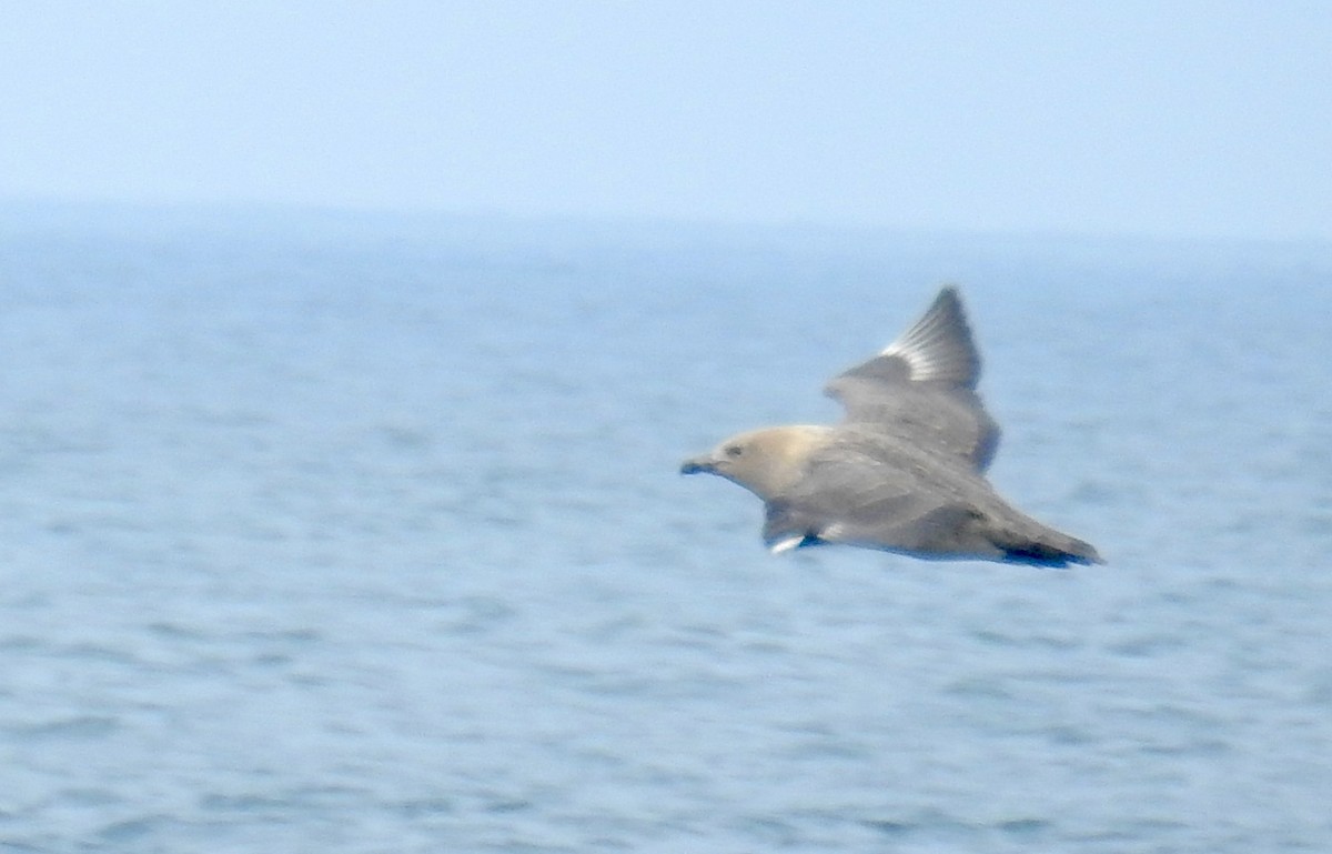 South Polar Skua - ML641991417