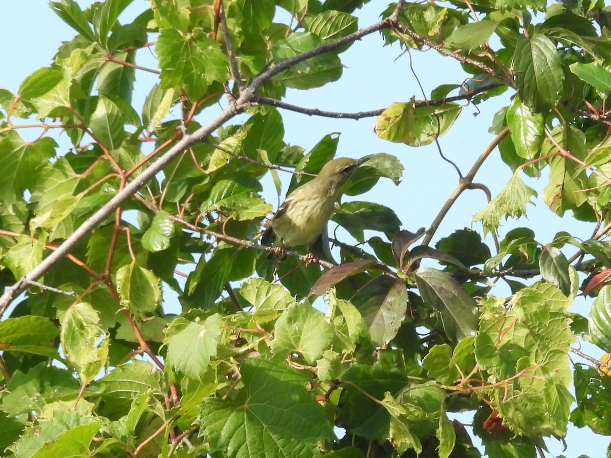 Blackpoll Warbler - ML641991422