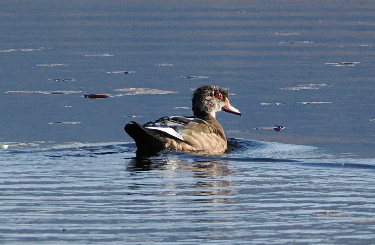 Wood Duck - ML641991425