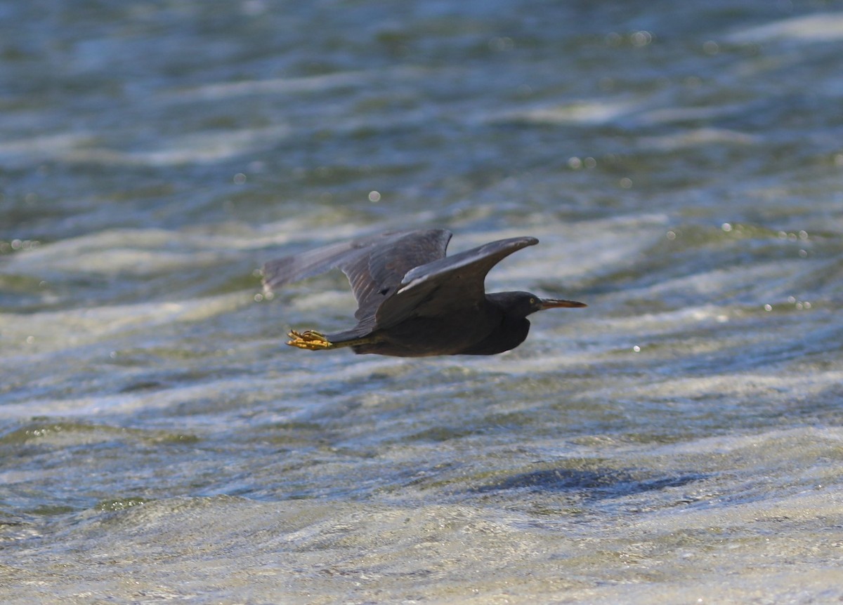 Pacific Reef-Heron - ML641991431