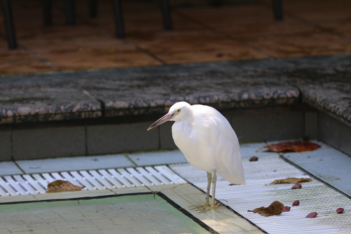 Pacific Reef-Heron - ML641991432