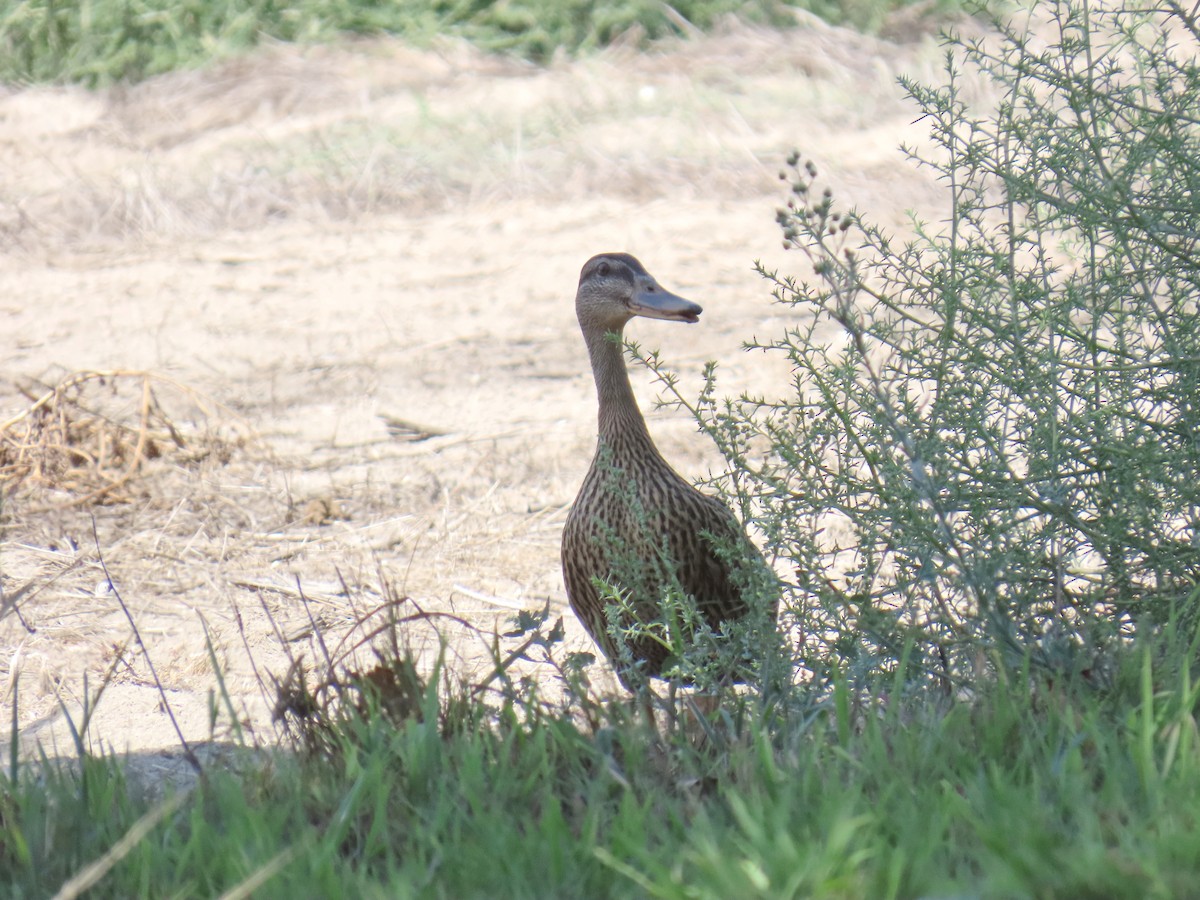 Mallard - ML641991436
