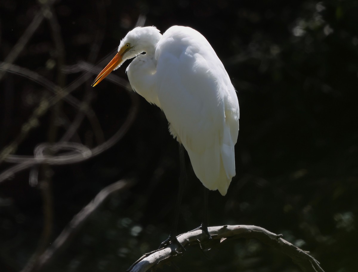 Great Egret - ML641991437